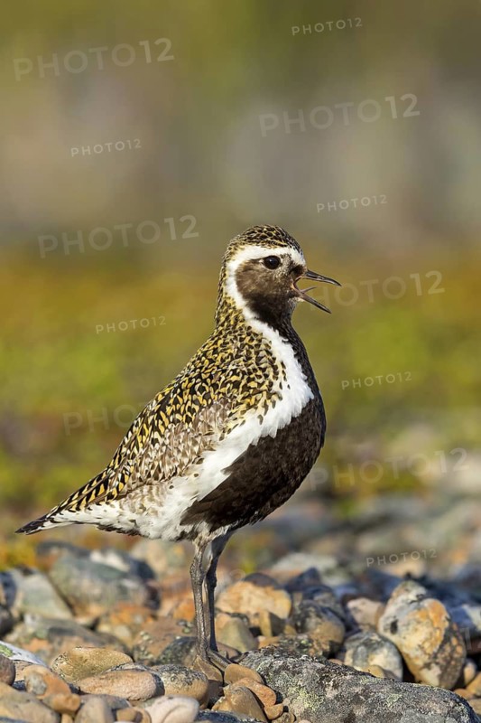 Golden plover, (Pluvialis apricaria), Charadrius apricaria, plover family, Varanger, Finnmark, Norway