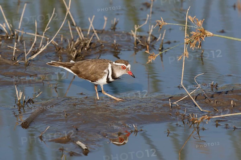 Three-banded Plover, Charadrius tricollaris, Botswana, Chobe NP