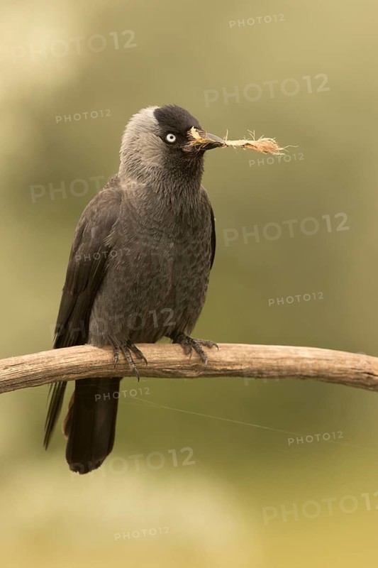 Western Jackdaw (Coloeus monedula) perched on a branch, Serbia