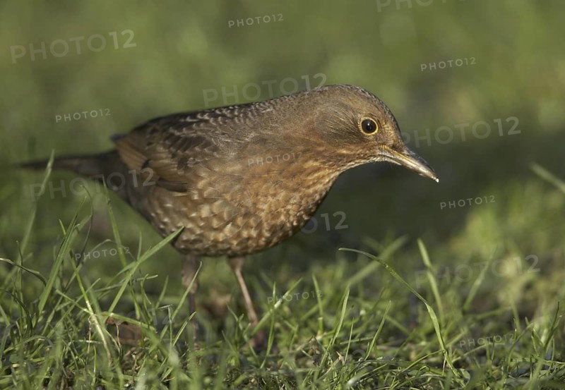 Common Blackbird (Turdus merula) female, Mecklenburg-Western Pomerania, Germany