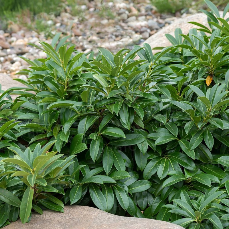 Laurel cherry (Prunus laurocerasus 'Mount Vernon'), Federal Garden Show Havelregion 20, Germany