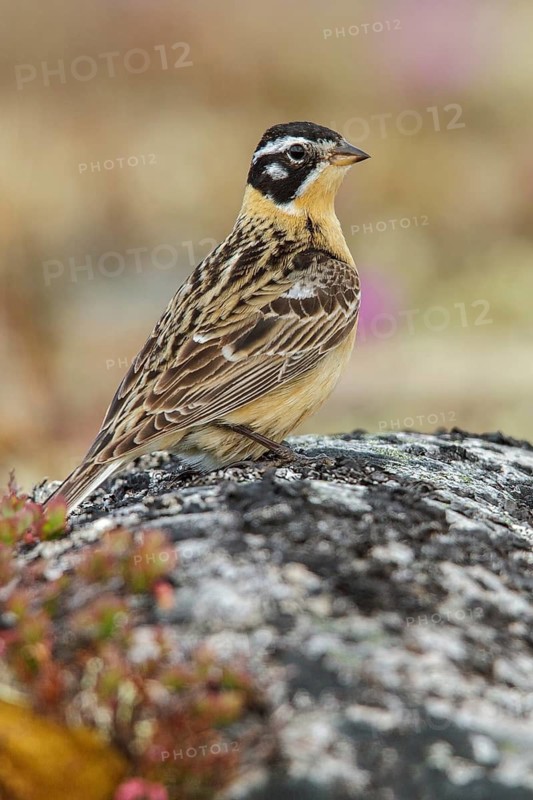 Smith's Longspur (Calcarius pictus) on the tundra near Churchill, Manitoba, Canada