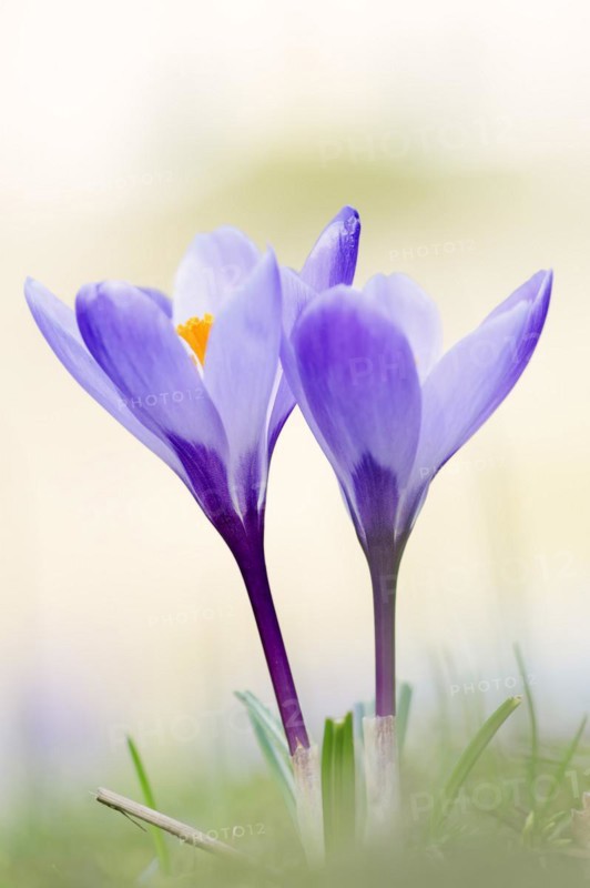 Crocuses (Crocus spec.) in bloom in spring, North Rhine-Westphalia, Germany