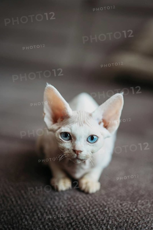 Close-up of a white Devon Rex cat with blue eyes on a textured carpet. The cat's distinct appearance includes large ears and a curious gaze, capturing its playful nature