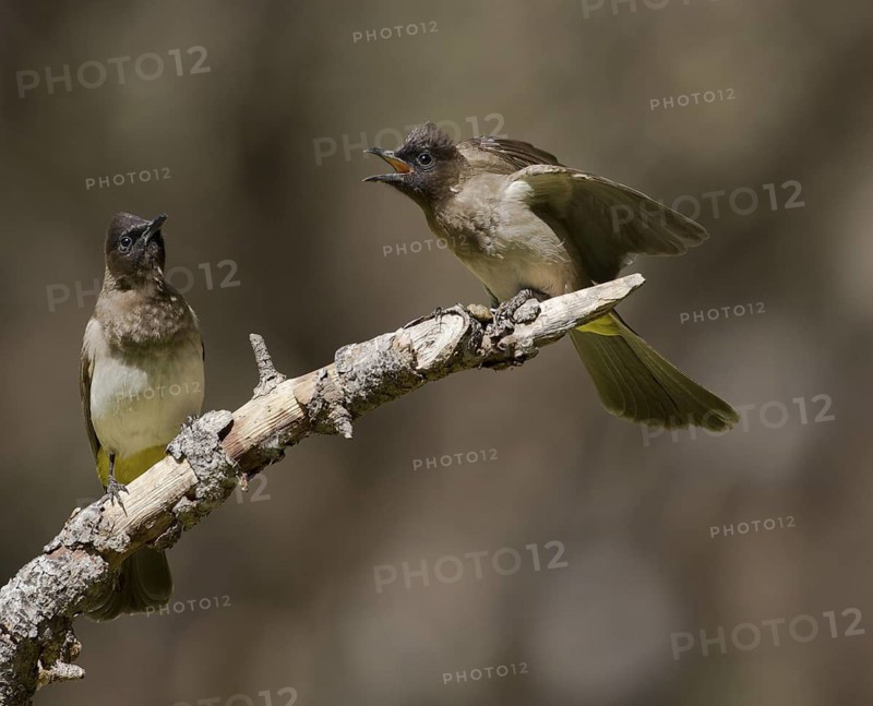Common Bulbul (Pycnonotus barbatus), Chobe, Botswana
