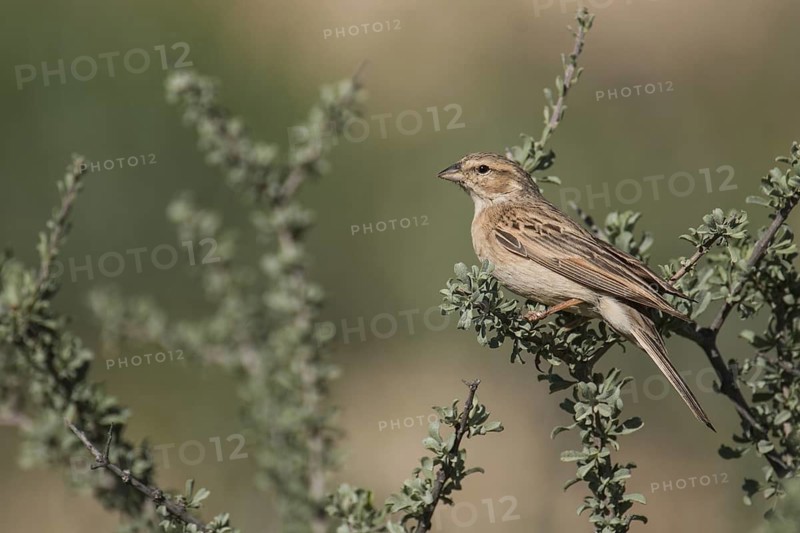 Lark-like Bunting (Emberiza impetuani), Northern Cape, South Africa