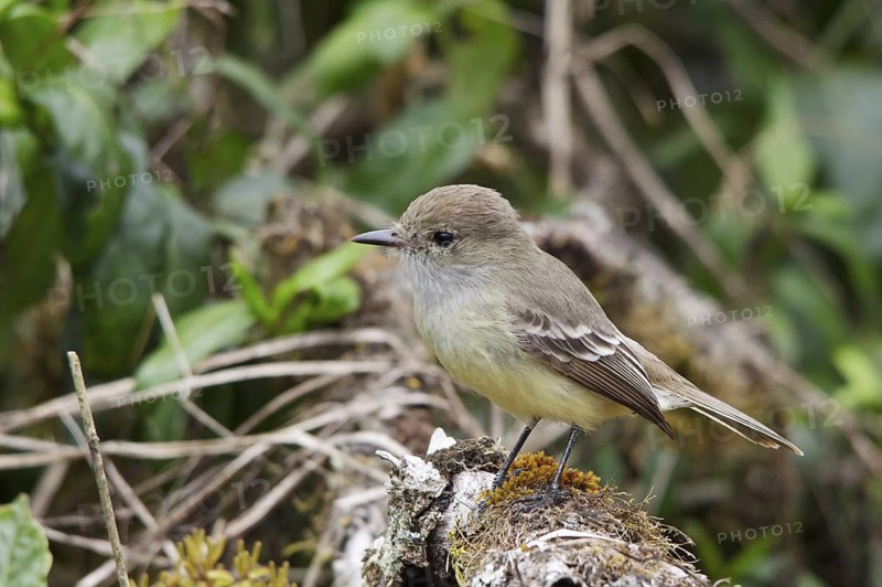 Galapagos Flycatcher (Myiarchus magnirostris), Galapagos, Ecuador