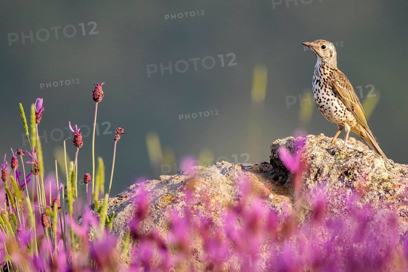 Mistle Thrush (Turdus viscivorus) perched on the ground amongst flowers, Madrid, Spain
