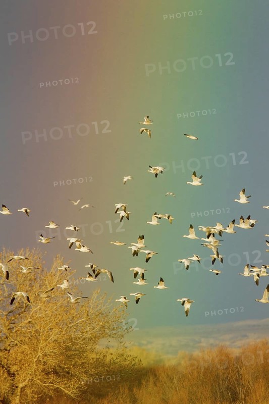 Snow Goose Chen caerulescens Bosque del Apache National Wildlife Refuge, New Mexico, United States 17 December Adult light morph flock against rainbow. Anatidae