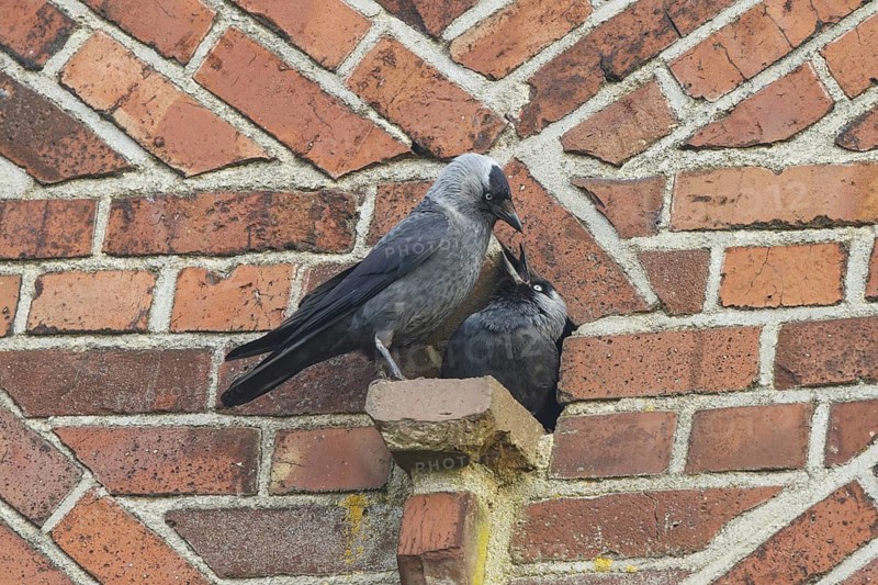 Western Jackdaw (Coloeus monedula) pair displaying, North Rhine-Westphalia, Germany