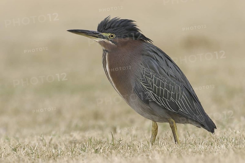 Green Heron (Butorides virescens), Arizona, USA