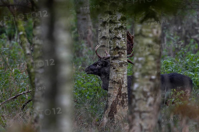 This year a black fallow deer (Dama dama) can often be observed on the rutting ground, unfortunately I only manage one usable photo, rutting, mating season, deer rutting, autumn, October, Germany