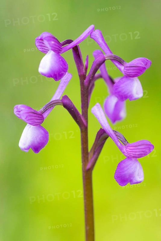 A detailed close-up image showing the striking purple flowers of Orchis champagneuxii against a soft green background, highlighting its delicate structure and vivid colors
