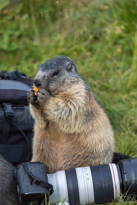 One adult Alpine Marmot, Marmota marmota, sitting next to a photographers lens, feeding on a carrot. Green grass around. Grossglockner high alpine road, Hohe Tauern National Park