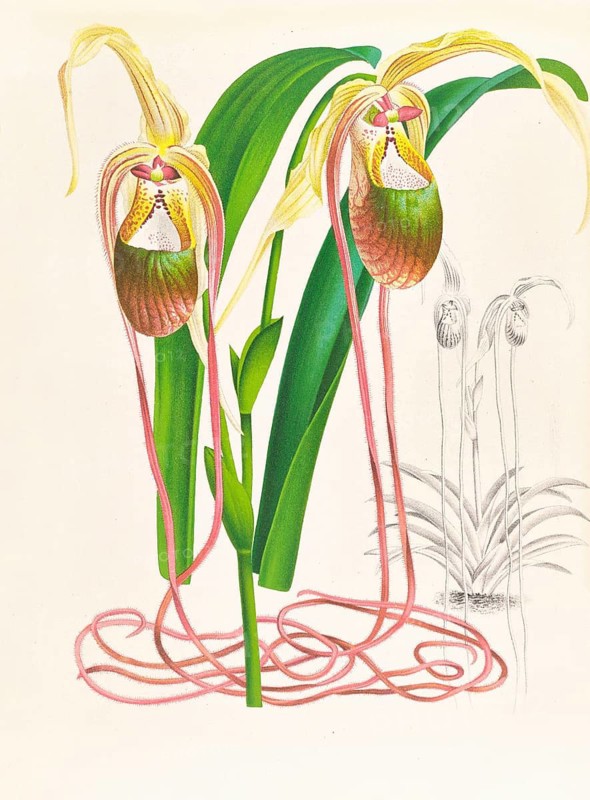 Orchid, Selenipedium caudatum, authentic reproduction of an illustration by Jean Jules Linden (1817 - 1898), Luxembourgish-Belgian botanist, one of the fathers of orchid research, Historical