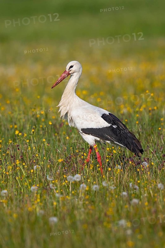 White stork (Ciconia ciconia), close-up, adult bird walking in a wetland through a colourful flowering meadow in search of food in the sun in spring, Baden-Württemberg, Germany