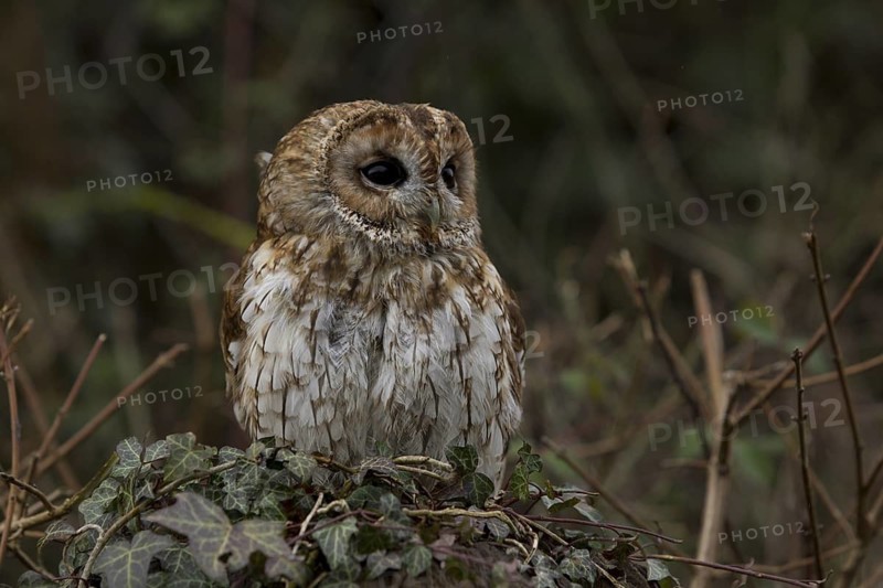 Tawny Owl (Strix aluco), Wales, United Kingdom