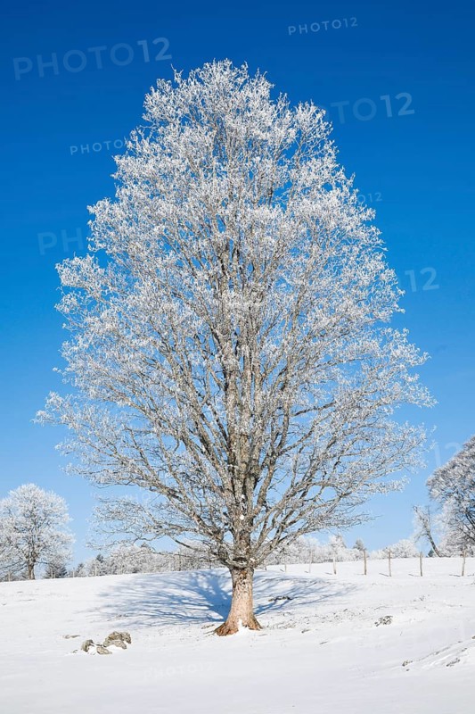 Snow covered birch tree forest in winter