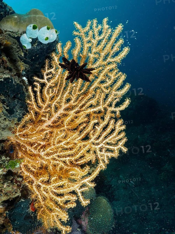 Fan-shaped Yellow gorgonian (Echinogorgia) in dark underwater world, dive site Prapat, Penyapangan, Bali, Indonesia