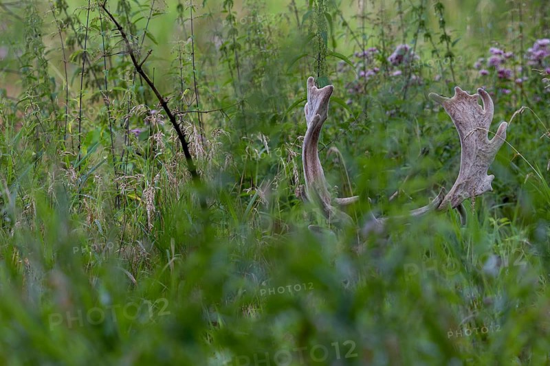 The fallow deer (Dama dama) is still wearing its velvet antlers, in a few days it will sweep them, velvet antlers, summer coat, August, Germany