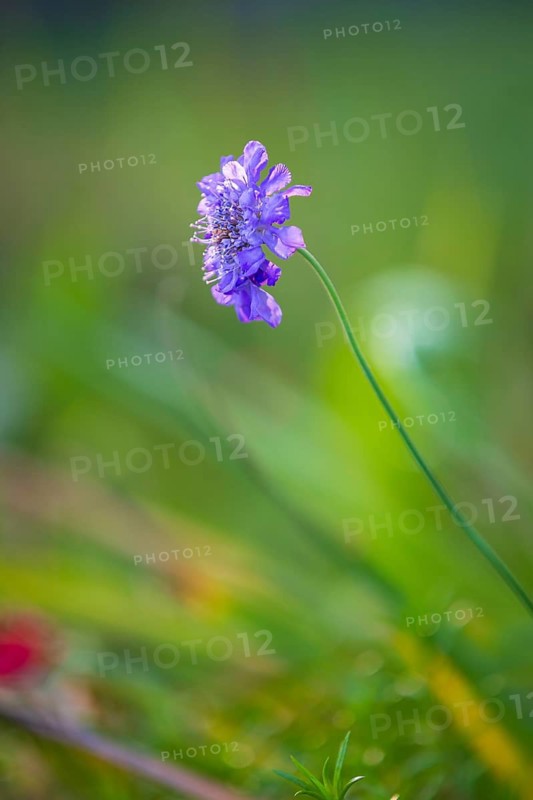 Delicate blossom of a scabiosa in the last evening light