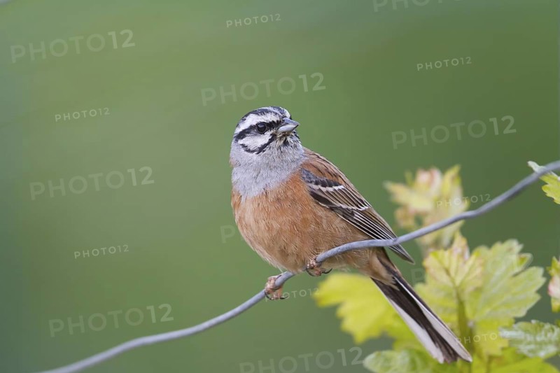 Rock Bunting -Zippammer - Emberiza cia ssp. cia, Germany, adult male