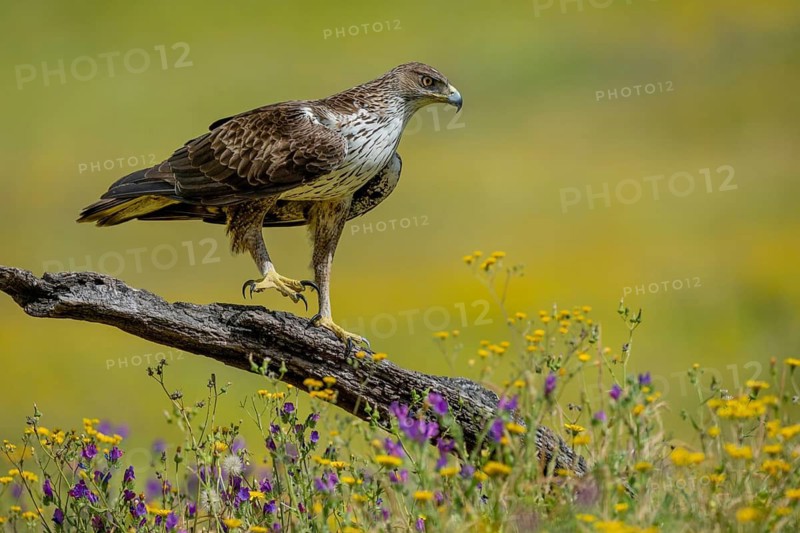 Bonelli's eagle (Aquila fasciata), flower meadow, Andalusia, Spain