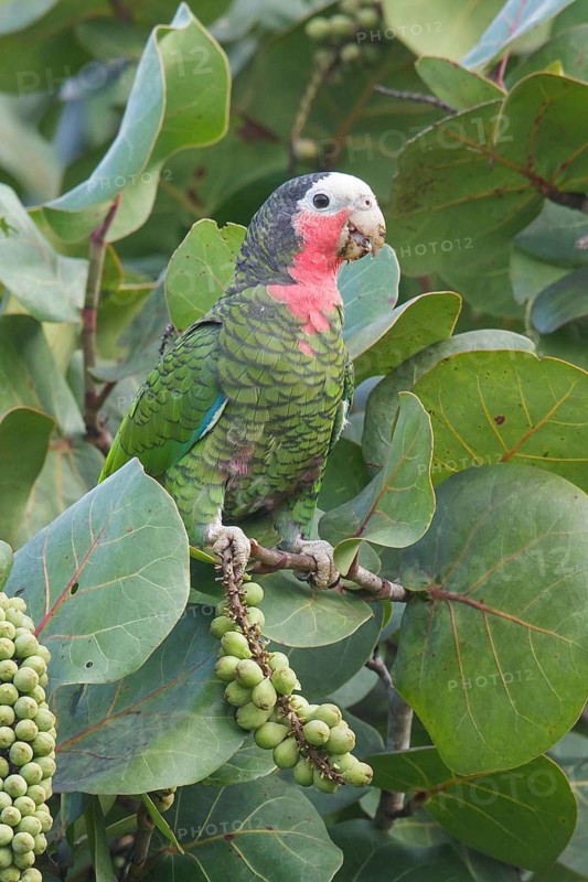 Cuban Parrot (Amazona leucocephala) perched on a branch in Cuba