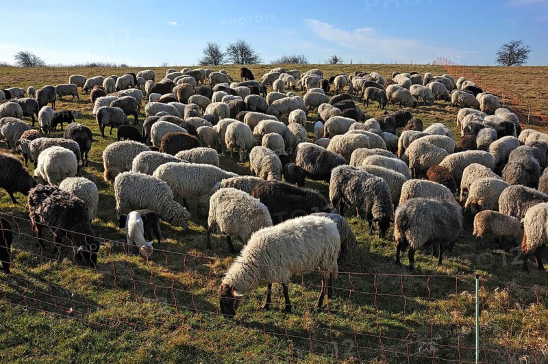 Sheep (Ovis gmelini aries), flock of sheep in the morning light on the pasture, Bentin, Mecklenburg-Vorpommern, Germany
