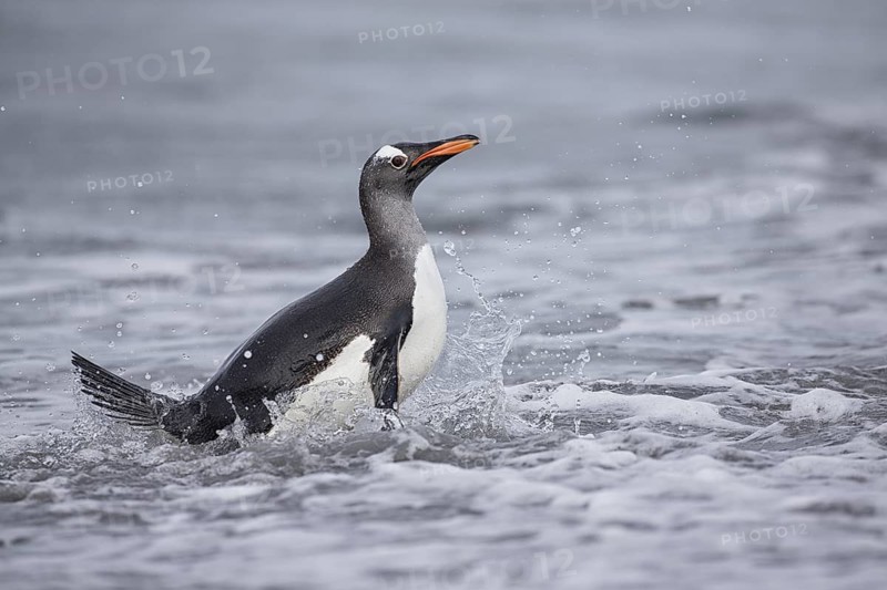 Gentoo Penguin (Pygoscelis papua) emerging from the surf, Sea Lion Island, Falkland Islands