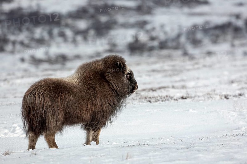 The musk ox calf (Ovibos moschatus) concentrates on watching a fellow calf resting away from it, baby animals, winter, snow, cold, Tundra landscape, October, Norway