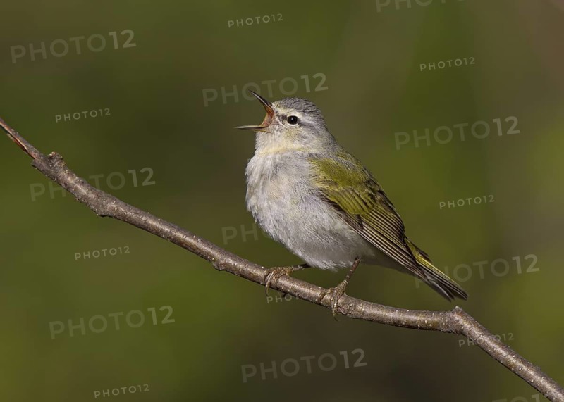 Tennessee Warbler, male