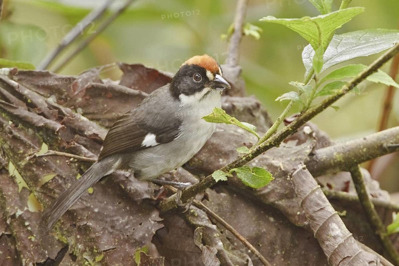 White-winged Brushfinch (Atlapetes leucopterus), Ecuador