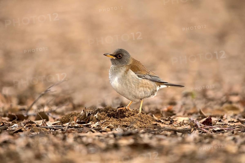 Pale Thrush (Turdus pallidus), Tokyo, Japan