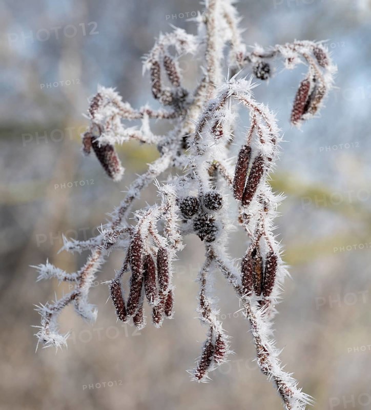 Black alder (Alnus glutinosa), fruit stands with hoarfrost, shallow depth of field, Thuringia, Germany