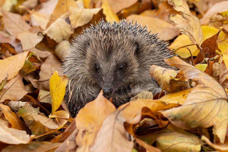 European hedgehog (Erinaceus europaeus) adult animal curled in a ball for hibernation on fallen autumn leaves in a garden, England, United Kingdom