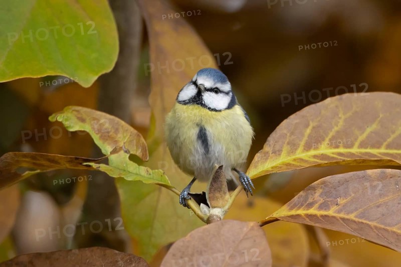 Blue tit (Cyanistes caeruleus) adult garden bird in a Magnolia tree with autumn colour leaves, England, United Kingdom