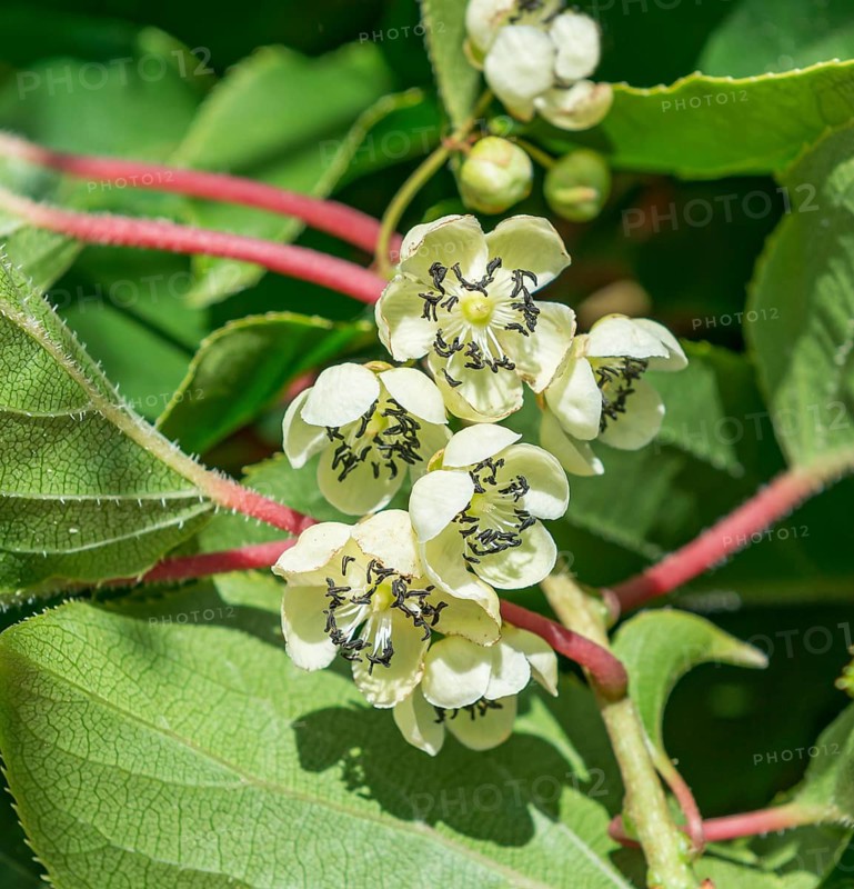 Hardy kiwi (Actinidia arguta), male flower,  Germany