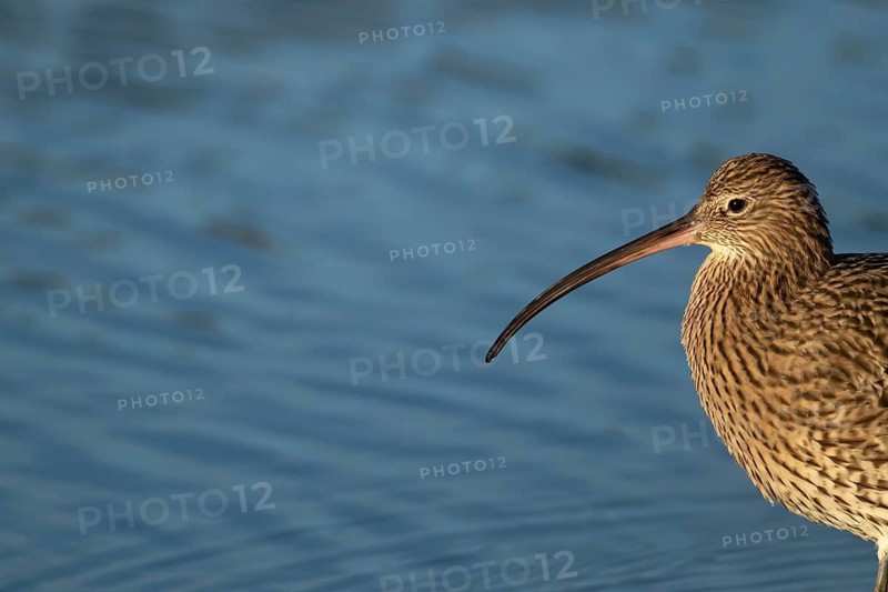 Eurasian curlew (Numenius arquata) adult wading bird head portrait, Norfolk, England, United Kingdom