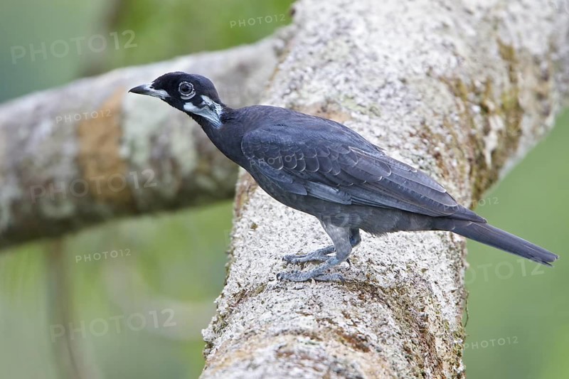 Bare-necked Fruitcrow (Gymnoderus foetidus) perched on a branch in Ecuador, South America