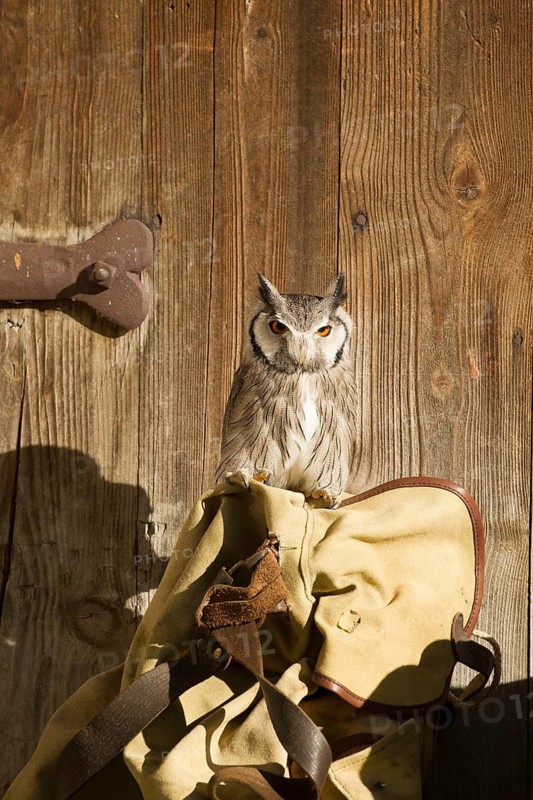 Southern White-faced Owl (Ptilopsis granti) captive, Germany