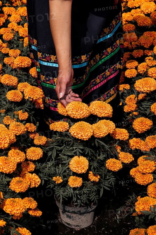 A woman tends to vibrant cempasuchil flowers in Xochimilco, Mexico, traditionally used in Day of the Dead altars, showcasing the rich cultural heritage and beauty