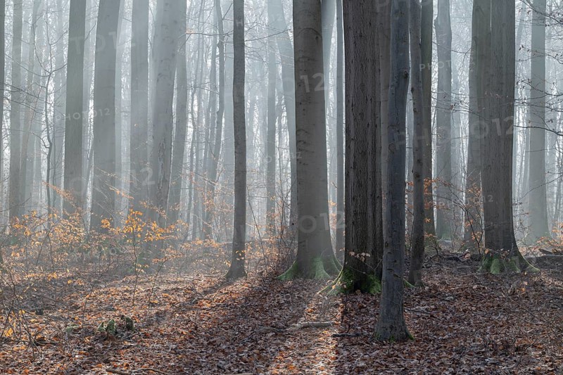 European beech (Fagus sylvatica), European beech forest in winter in backlight, morning mist, Hainich National Park, Türingen, Germany