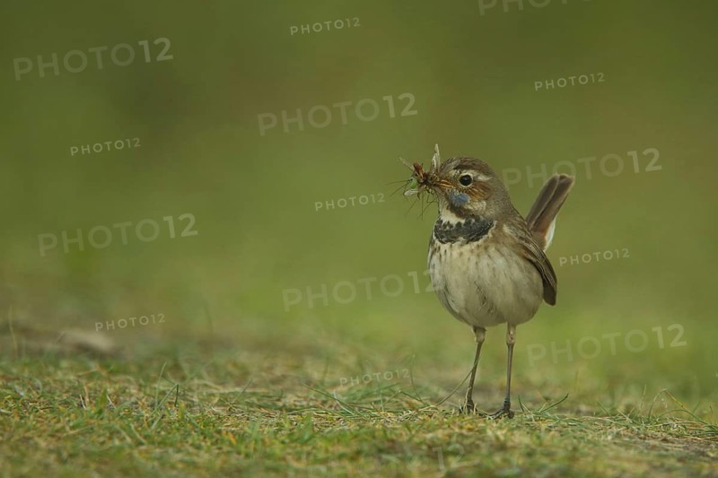Female White-starred Bluethroat (Luscinia svecica cyanecula) with food in her beak on the ground, Mokbaai, De Hors, Nationaal Park Duinen, Texel, North Holland, Netherlands