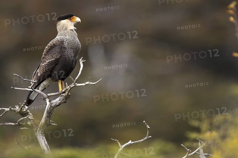 Southern Crested Caracara (Caracara plancus), Santiago Metropolitan, Chile