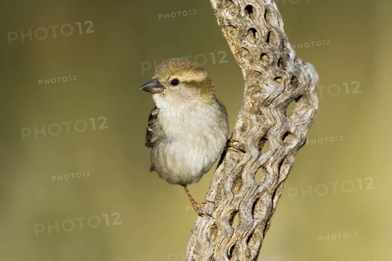 House Sparrow Passer domesticus Tucson, Pima County, ARIZONA, United States 14 March Adult Male Passeridae