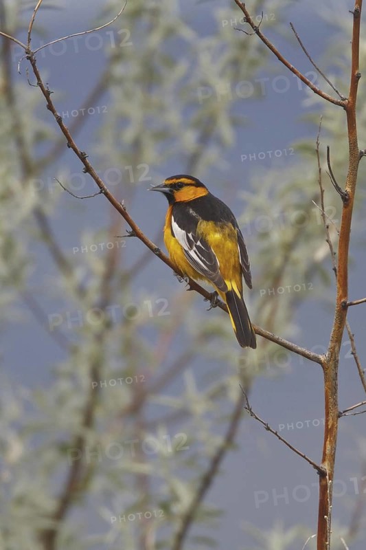 Bullock's Oriole (Icterus bullockii), British Columbia, Canada
