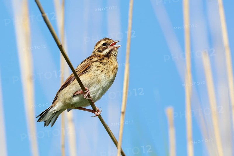 Common Reed Bunting (Emberiza schoeniclus) juvenile singing in the reeds, Mecklenburg-Western Pomerania, Germany