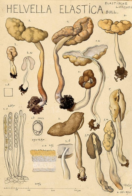 Mushroom, fungi, elastic laurel, Helvella elastica, syn. Leptopodia elastica, authentic reproduction of an illustration by Hans Walty (1868-1948) from about 1915, historical