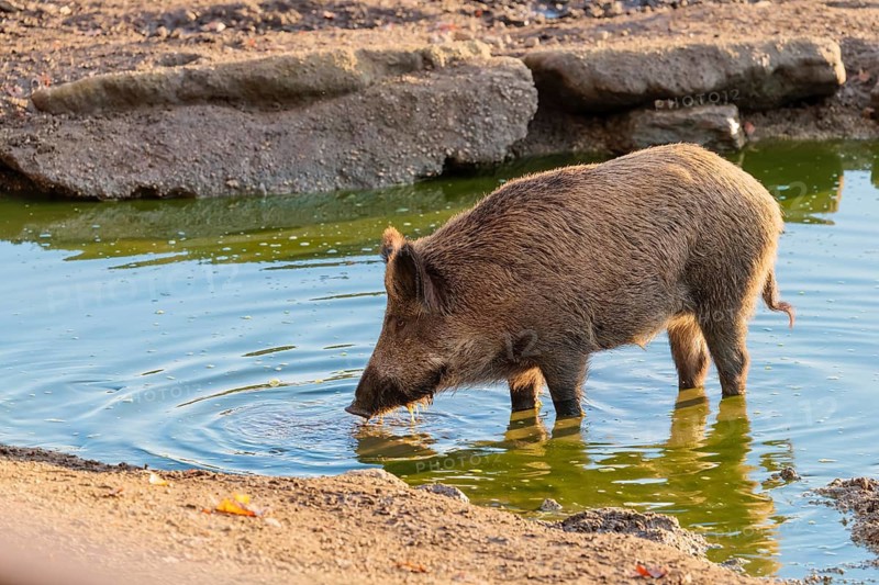 A wild boar (Sus scrofa) drinks water from a small pond. Bavaria, Germany